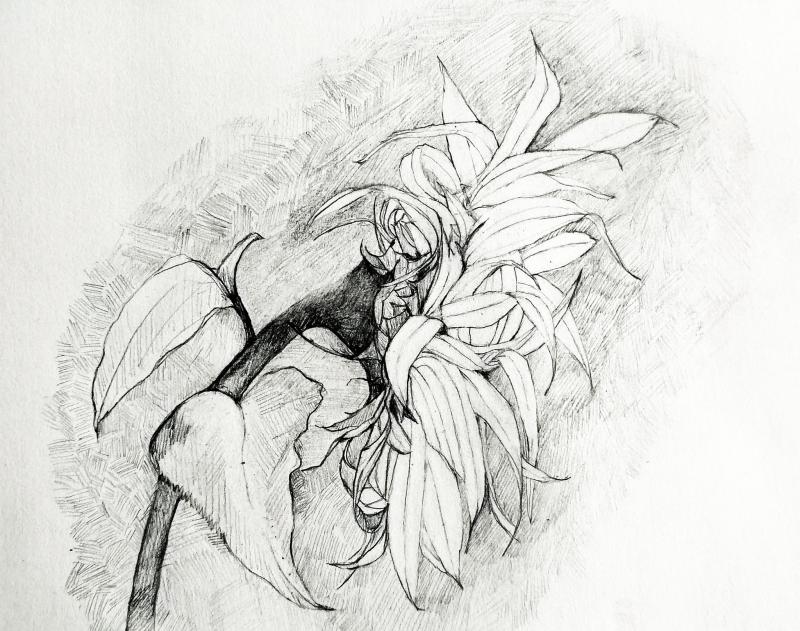 "Girasol"
Drawing
Pencil on paper
28x28cm
2023