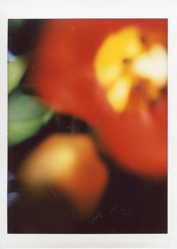 Tulpan, Instax-foto, 2024