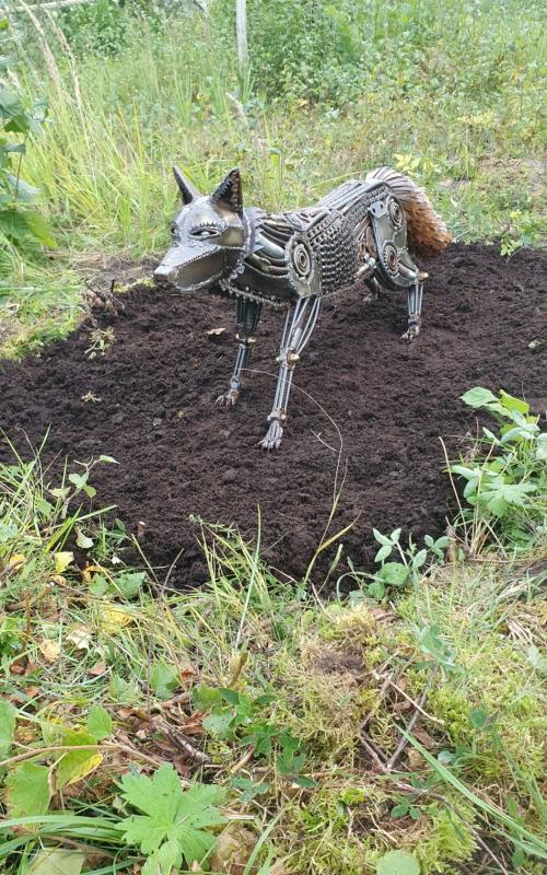 Räv