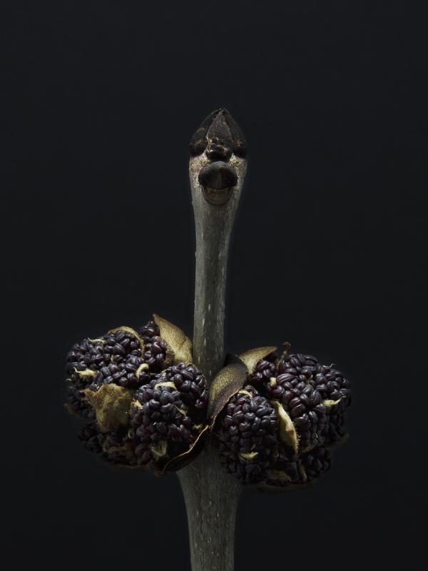 KNOPPAR  Pandemin gav tid att se trädens knoppar slå ut. Yviga, vågade, ludna och långt ifrån bara gröna. Jag byggde en liten fotobox. Den enda ljuskällan, en blixt, slogs rakt ovanifrån. Det kändes lite hoppingivande och symboliskt.