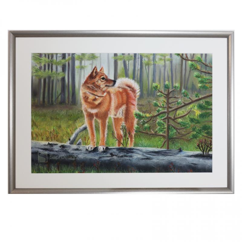 Finsk spets - pastelmålning | Suomenpystykorva - kuivapastellimaalaus | Finnish Spitz - softpastelpainting