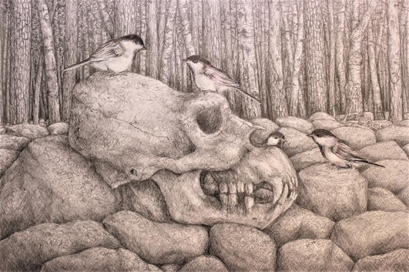 Poecile montanus_grafiitti-ja värikynät_2023_70x100
