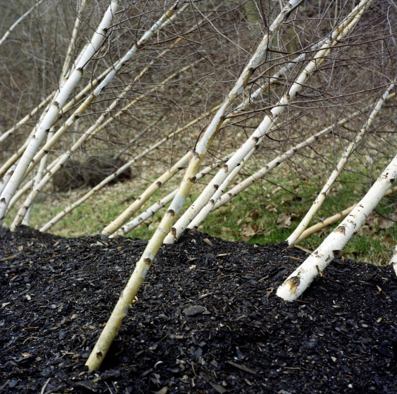 Turf, analogue photography, 100x100cm