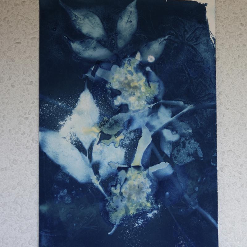 WETCYANOTYPE