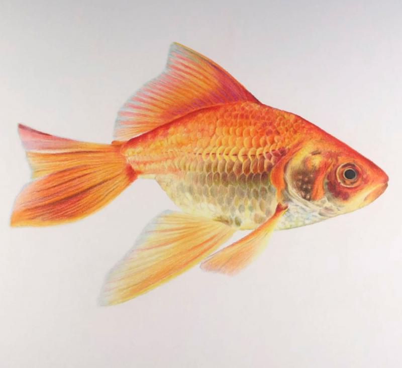 Golden, färgpenna på papper, 42x29cm
