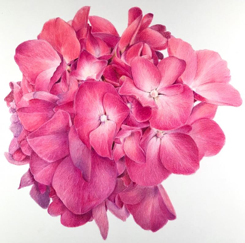 Hortyensia, hydrangea, färgpenna på papper, 42x29cm