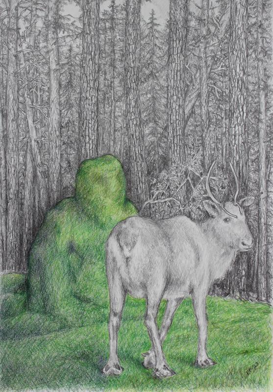 Metsänpeitto, 2024,graafiitti- ja värikynät