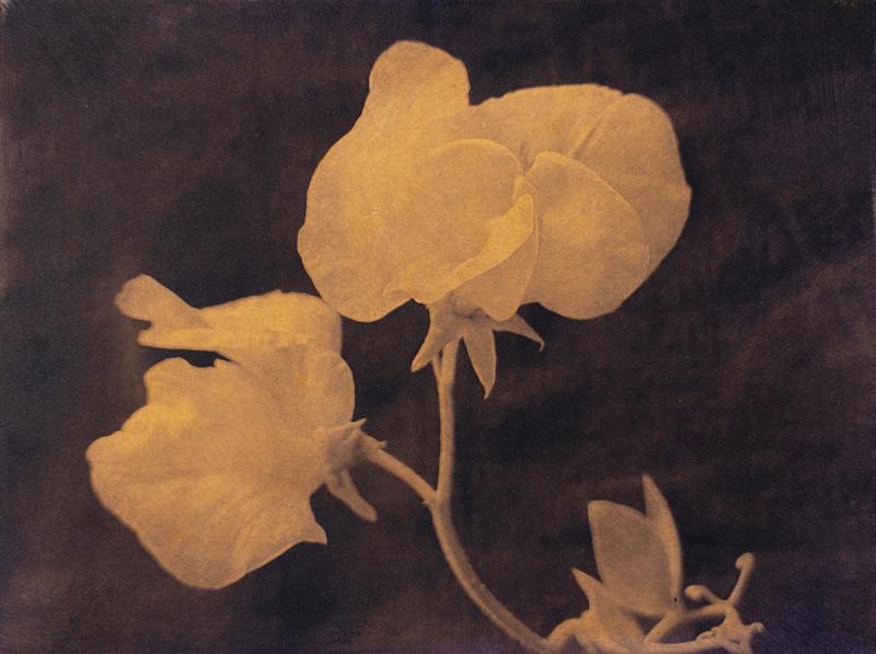 Herkkä lll, polymeerigravyyri 2026, 25 x 19 cm