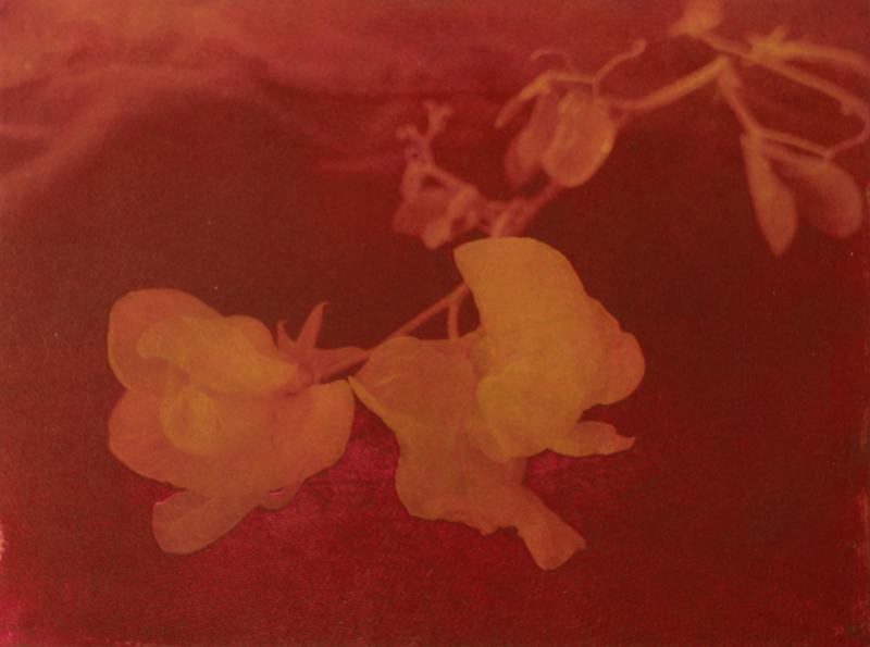 Herkkä V, polymeerigravyyri 2026, 25 x 19 cm