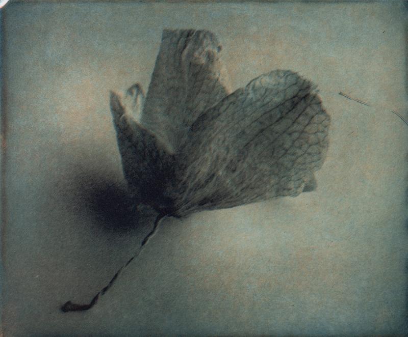 Hauras l, polymeerigravyyri 2026, 22 x 19 cm