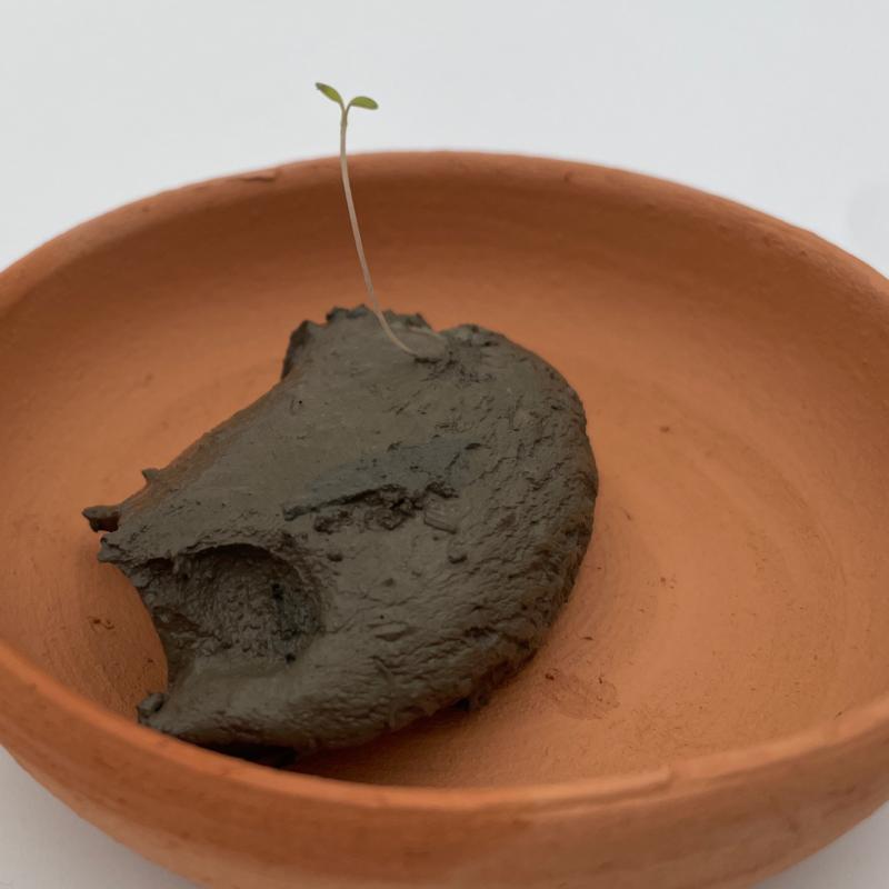 Villisavinen dreijattu esine ja kasvin alku, joka itää kosteasta villisavimöykystä.