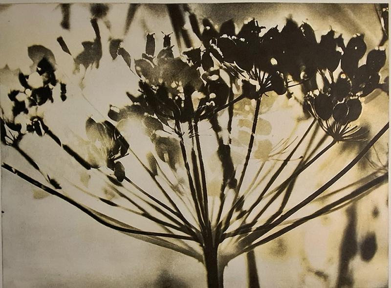 Maire Kesseli, Valon jälki, Fotogravyyri, 37,5x27,5cm, 2025