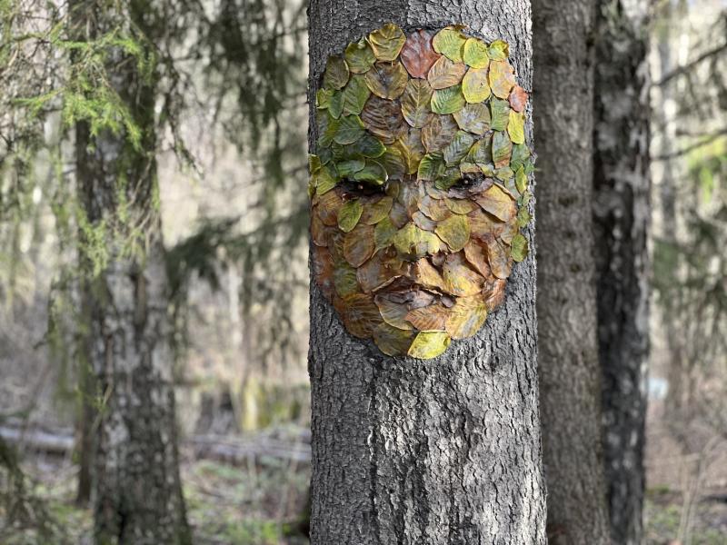 kavot metsässä, luonnonsavi ja puunlehdet puunrungolle, 2025