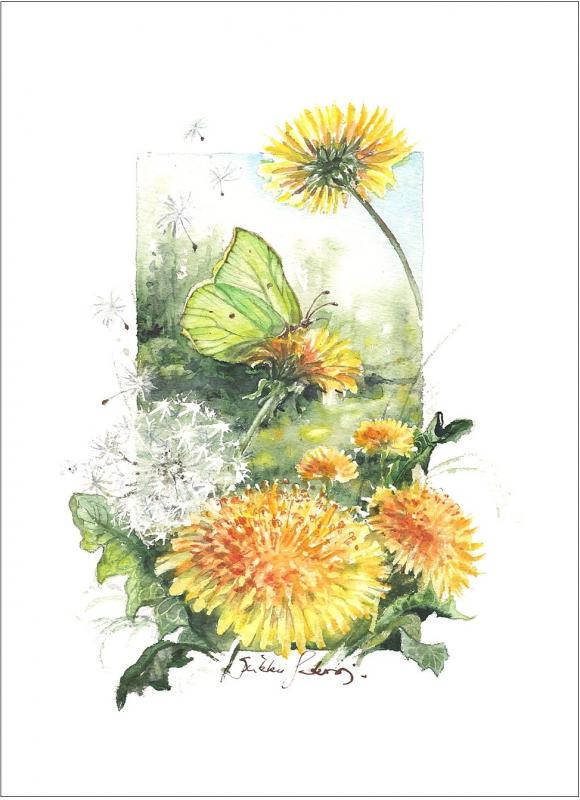 Sirkku Saukonoja, Voikukka (sarjasta suomalaisia kesäkukkia), akvarelli A4, 2025