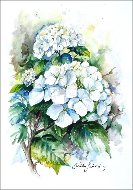 Sirkku Saukonoja, Valkea hortensia, akvarelli A4, 2025