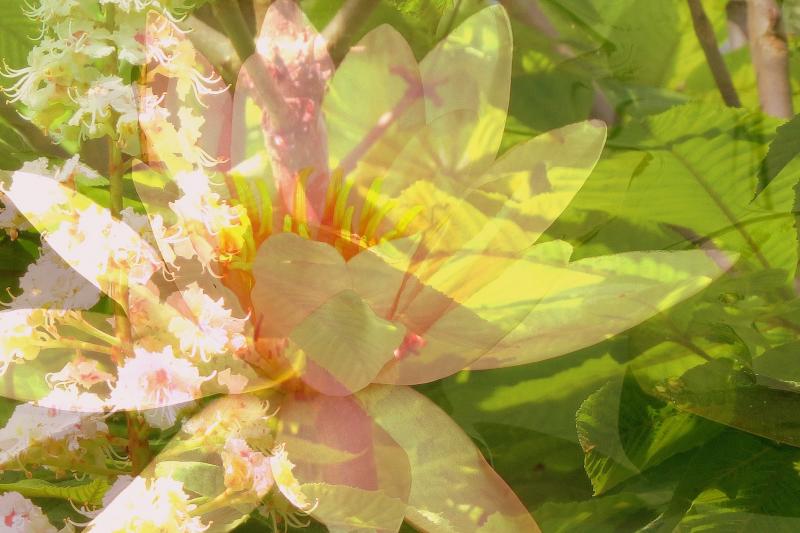 RaijaKuisma_Lumpeeni_valokuvavanerille_60X90cm_2025