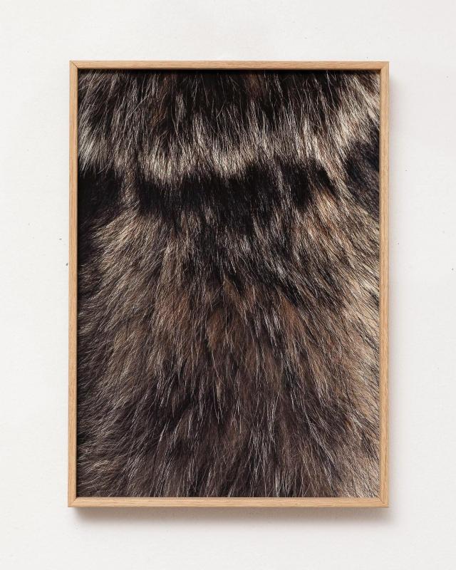 Maria Kärkkäinen | Canis lupus | 2019 | pigmenttivedos Hahnemühle Fine Art Agave, Dibond, kehystetty | 36 x 26 x 4 cm | editio 5 + 2 AP