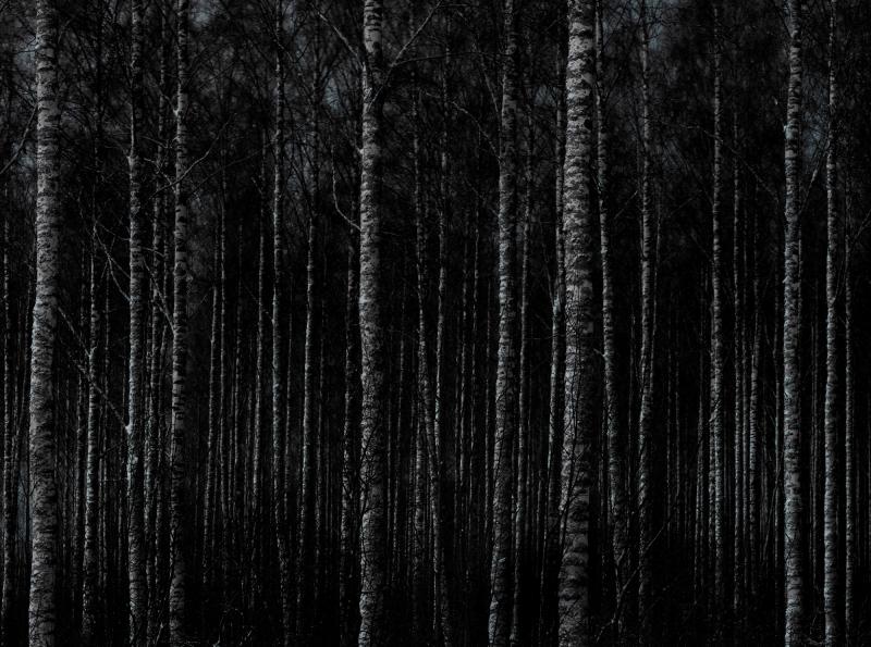 Kuva metsästä,2022, 98x123cm, pigmenttivedos, musta puukehys, ed.1/5(+ap)