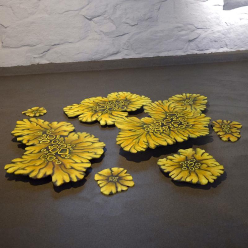 Lecanora- suvun jäsen 
Öljymaalaukset vanerille 
noin 2,5 m x 2 m 
2025