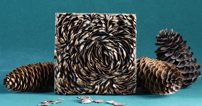 Iines Jakovlev, Kuusenkäpypaneeli 3, Kuusenkävyt ja metyyliselluloosa MDF-levylle, 12x12cm, 2023